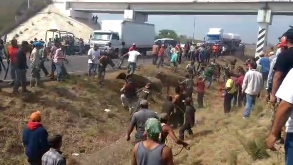 #Video Pobladores roban ganado de tráiler accidentado en Veracruz