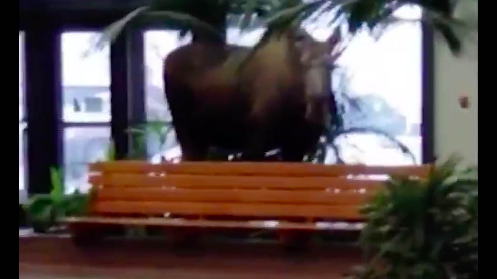 #Video Alce entra a hospital en Alaska para comerse las plantas