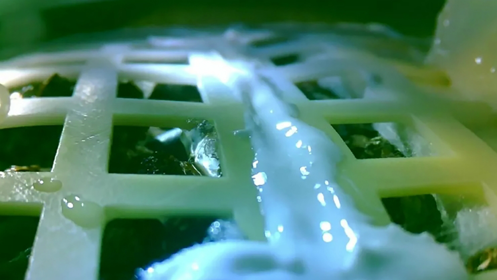 Germina en la Luna semilla de algodón transportada por sonda china - algodon-luna-mision-china