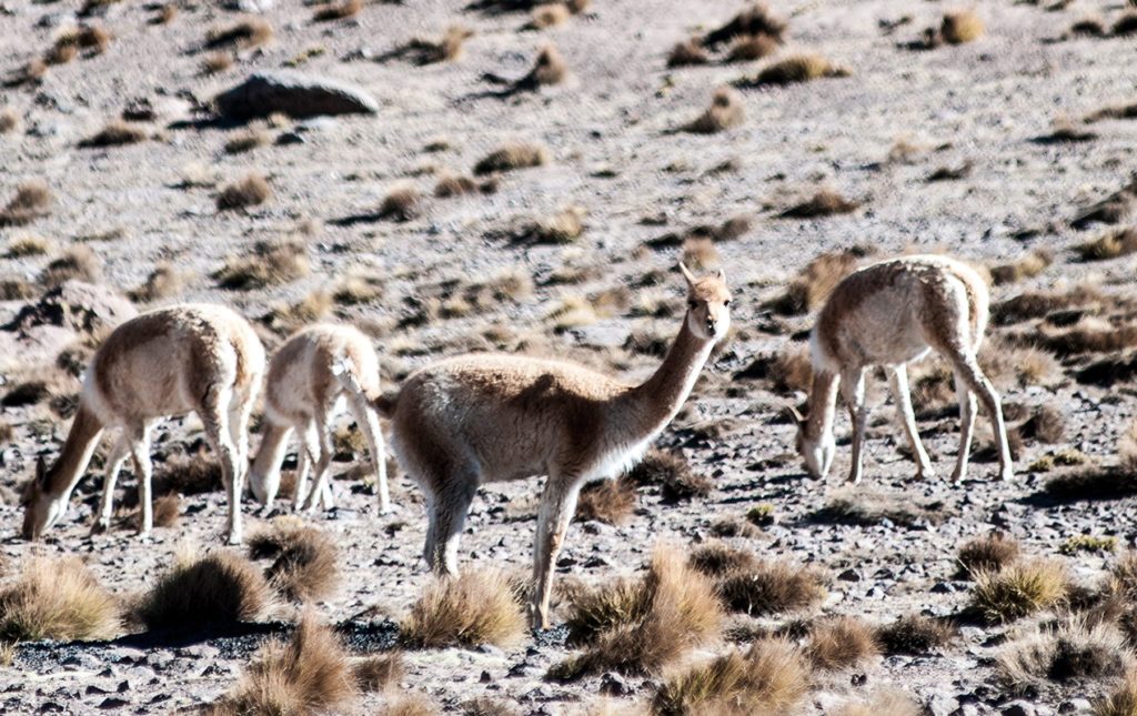 Postales del desierto de Atacama - atacama5