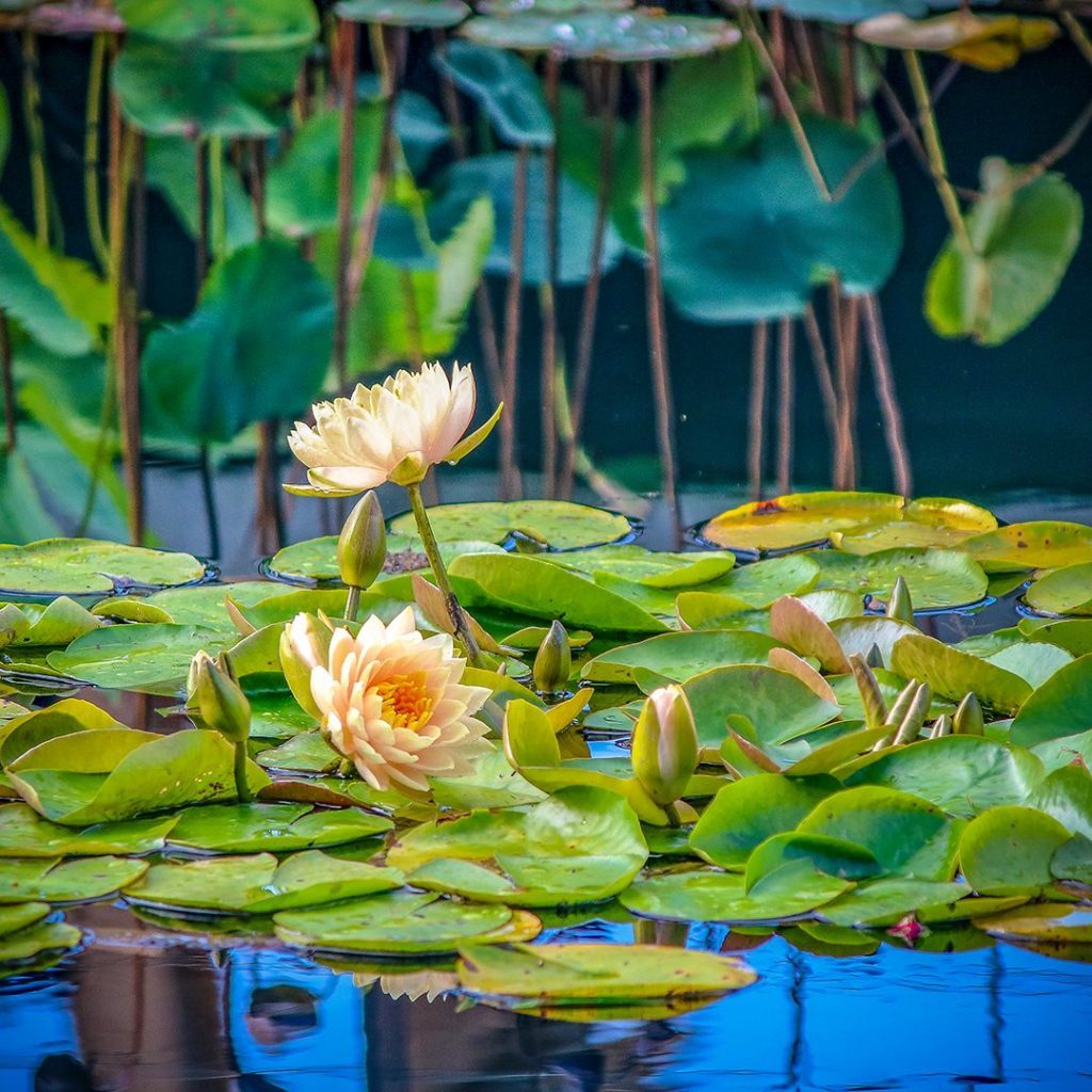 Guía para visitar Atlanta - atlanta7