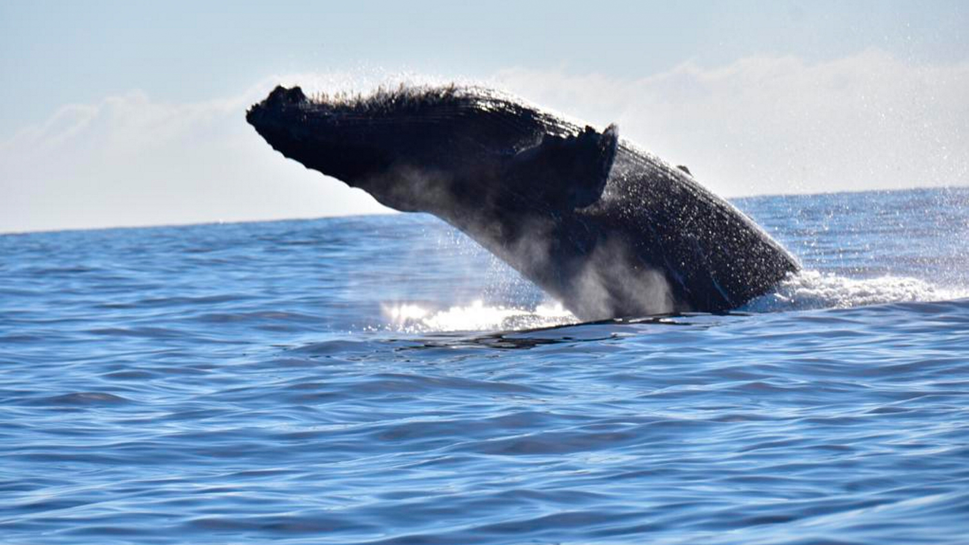 Malas prácticas en el “ecoturismo” están afectando a las ballenas: UNAM
