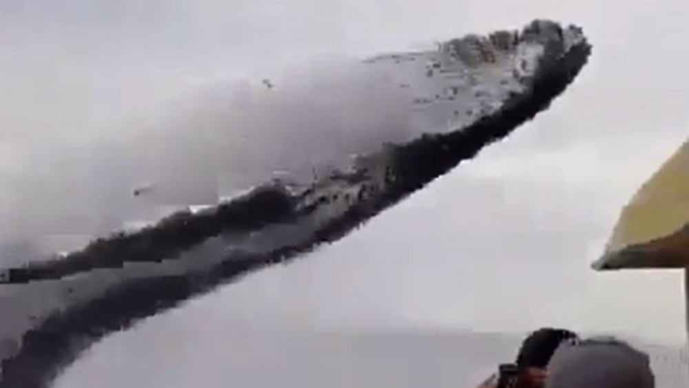 #Video Graban impresionante salto de ballena en Nayarit
