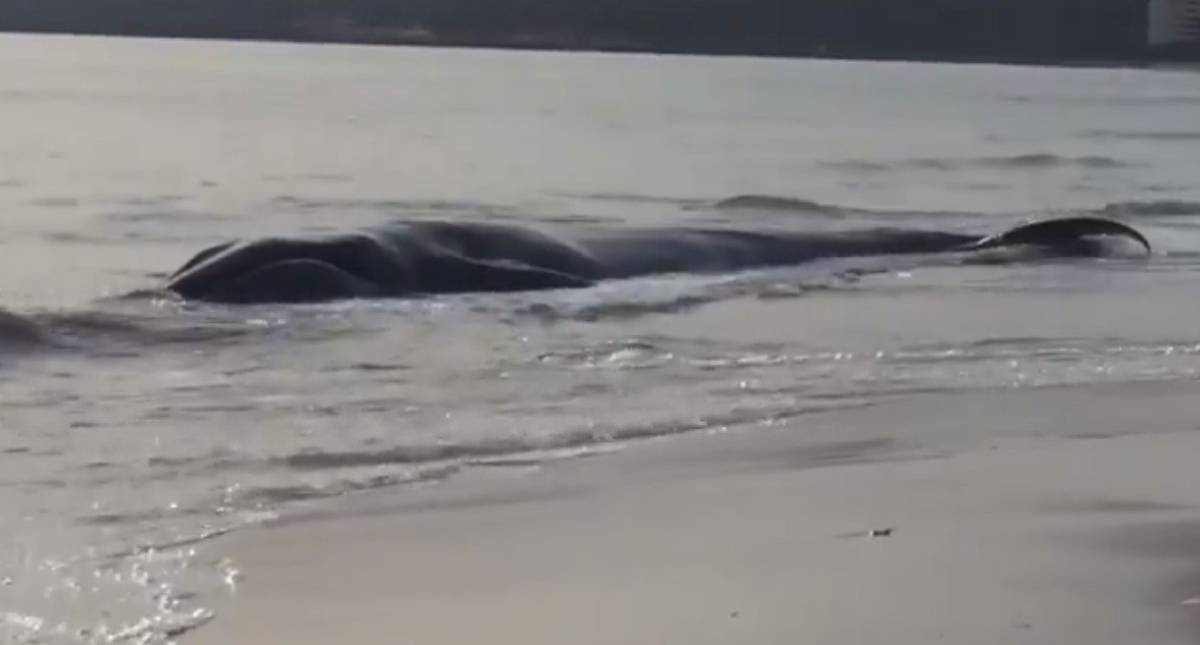 Muere ballena tras quedar varada en España