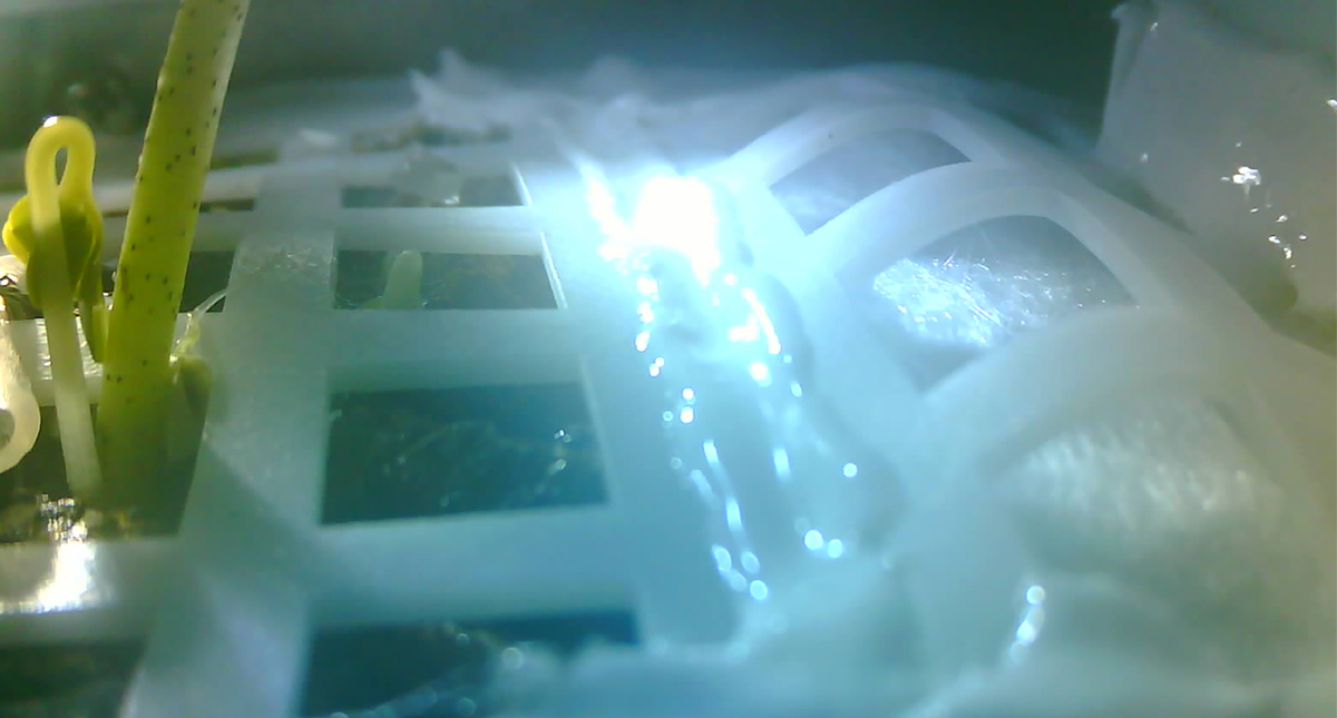 Brote que germinó en la Luna no sobrevivirá a la noche