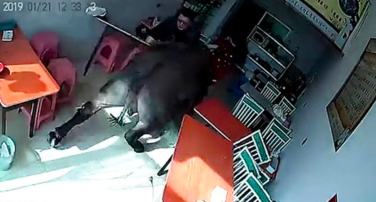#Video Búfalo persigue y ataca a mujer en restaurante de China