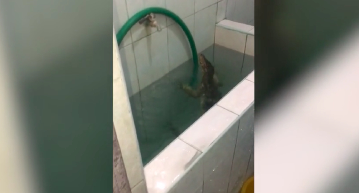 #Video Hombre descubre a lagarto nadando en su baño