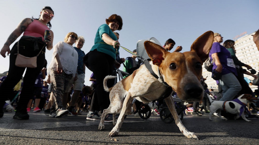 Organizan carrera con perros en favor de refugio animal de Texas