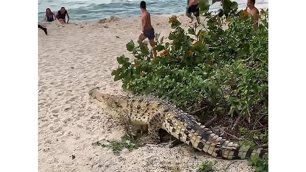 #Video Cocodrilo sorprende a turistas en Colombia