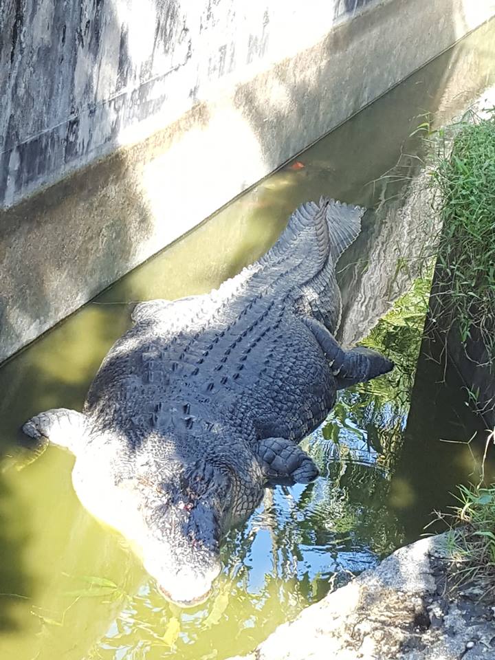 Cocodrilo devora a científica en Indonesia - cocodrilo-doctora-indonesia-3