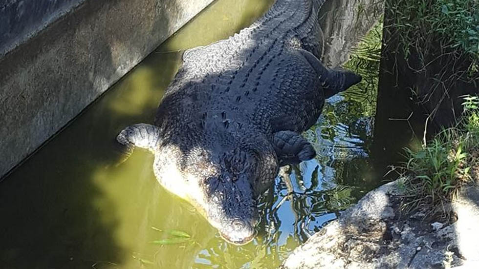 Cocodrilo devora a científica en Indonesia