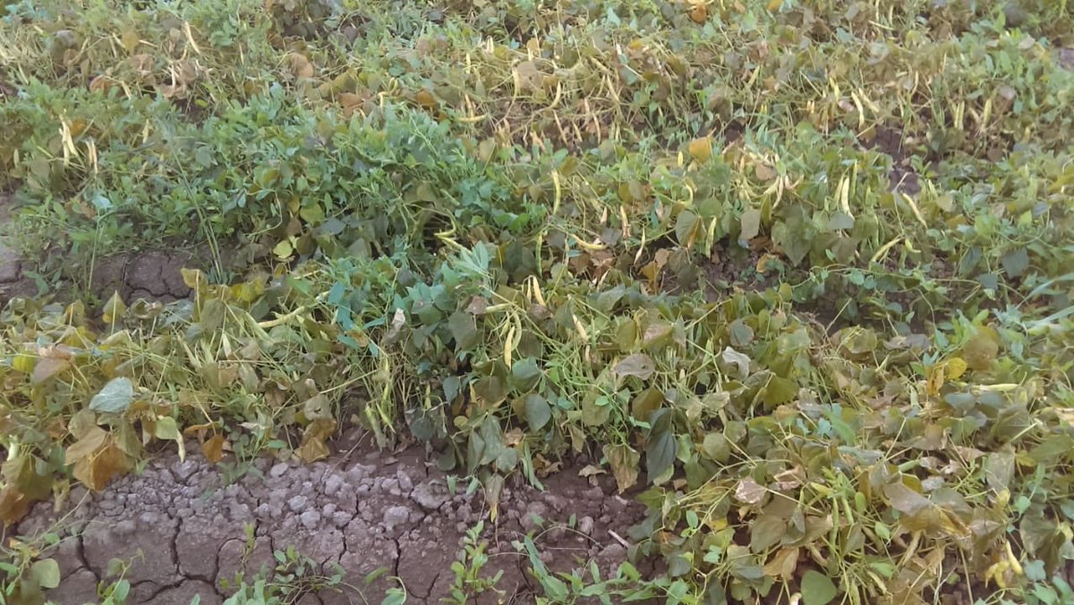 Frío afecta más de 50 mil hectáreas de hortalizas en Sonora - danos-cultivos-sonora-2