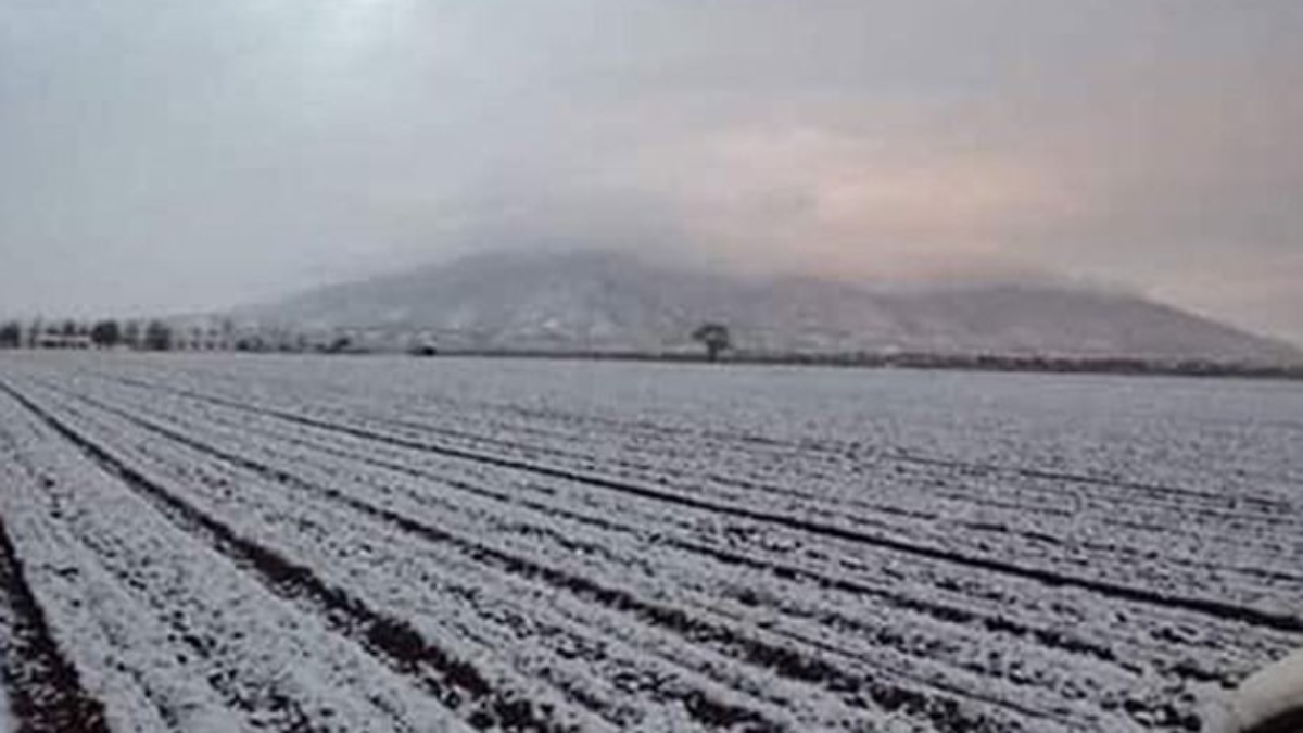 Declaran emergencia en 38 municipios de Sonora por nevadas - danos-cultivos-sonora-portaa-1