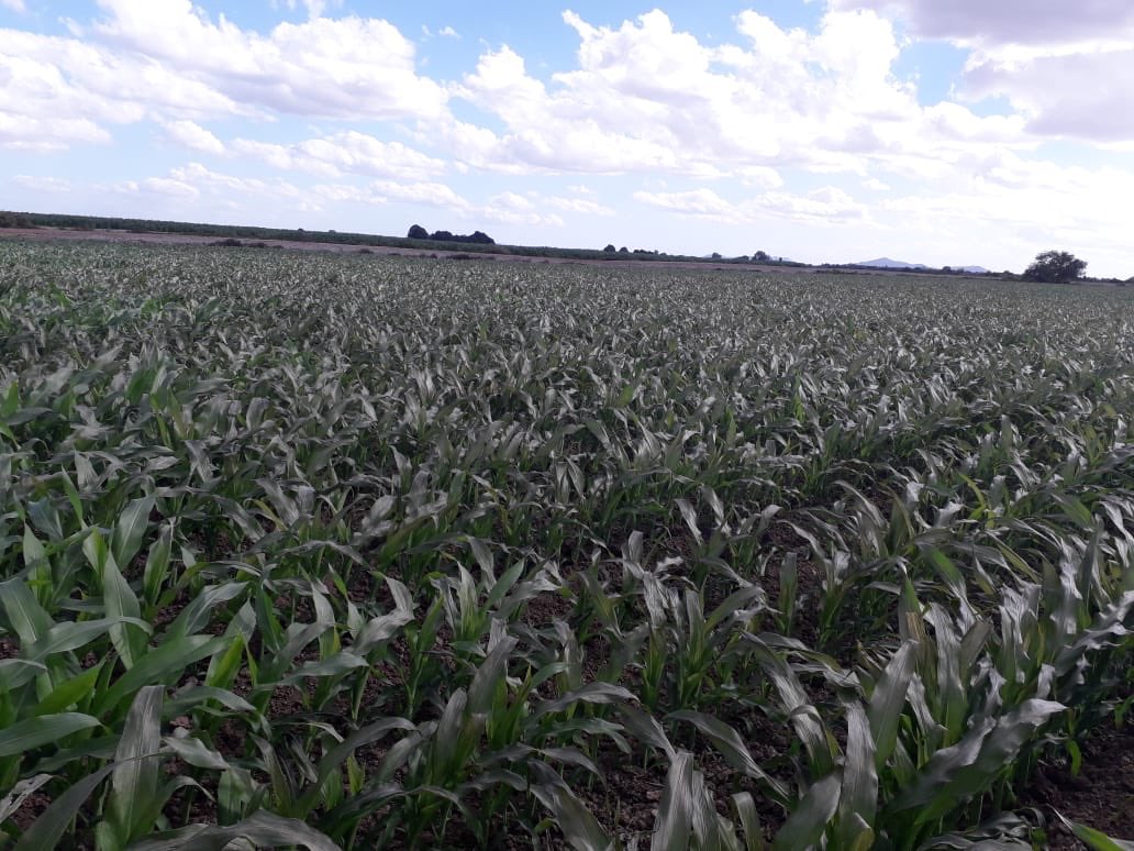 Frío afecta más de 50 mil hectáreas de hortalizas en Sonora - danos-cultivos-sonora