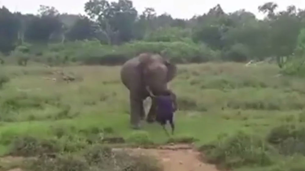 #Video Elefante mata a hombre que trataba hipnotizarlo