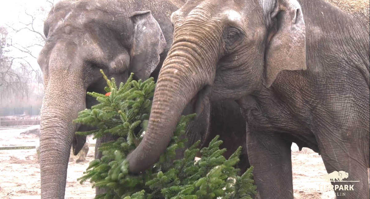 #Video Regalan árboles de Navidad a animales de zoológico
