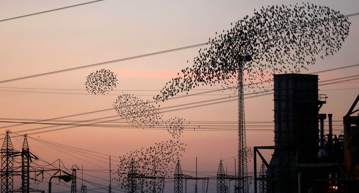#Video Bandada de estorninos “danza” en Israel