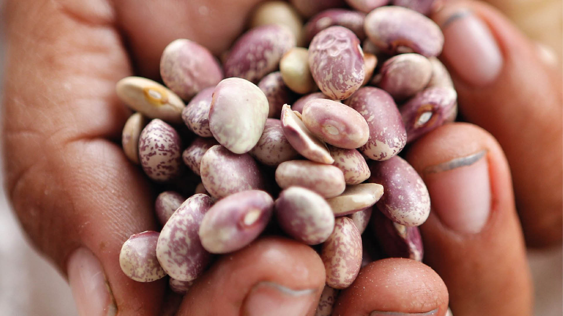 Habrá precios de garantía para productos básicos del campo