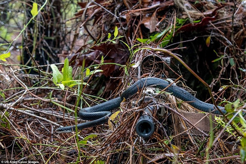 Las mejores fotos de las Fuerzas Armadas de EE. UU. en 2018 - fuerzas-armadas-estados-unidos-2018-2