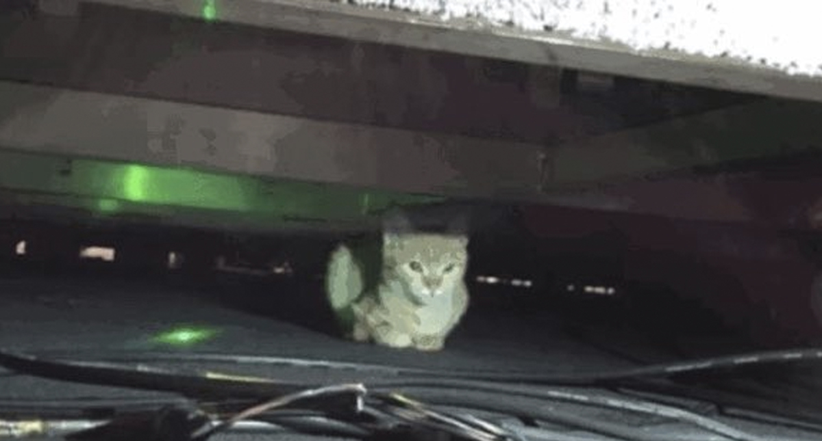 #Video Encuentran un gato debajo de escenario de la conferencia matutina