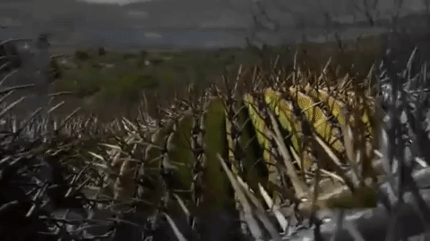 Rosca de reyes pone en peligro de extinción a rara especie de cactus - giphy