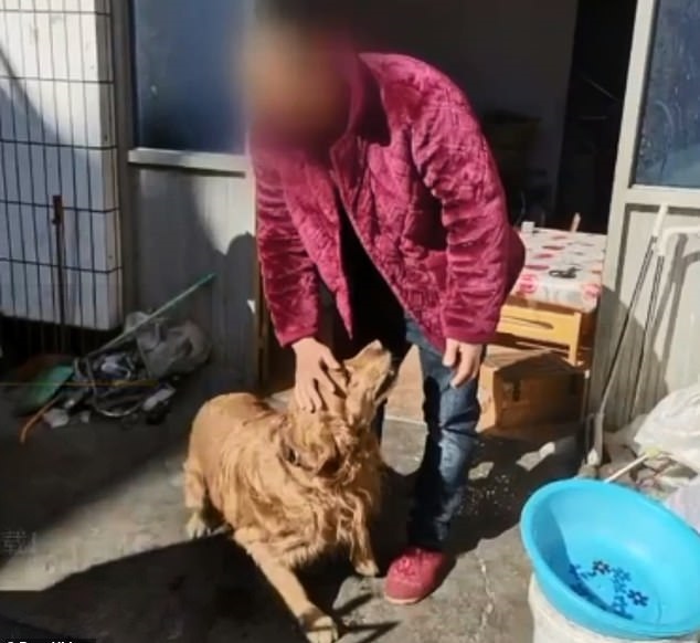 #Video Perro guía a ambulancia hasta su dueño inconsciente - golden-retriever-con-vecina