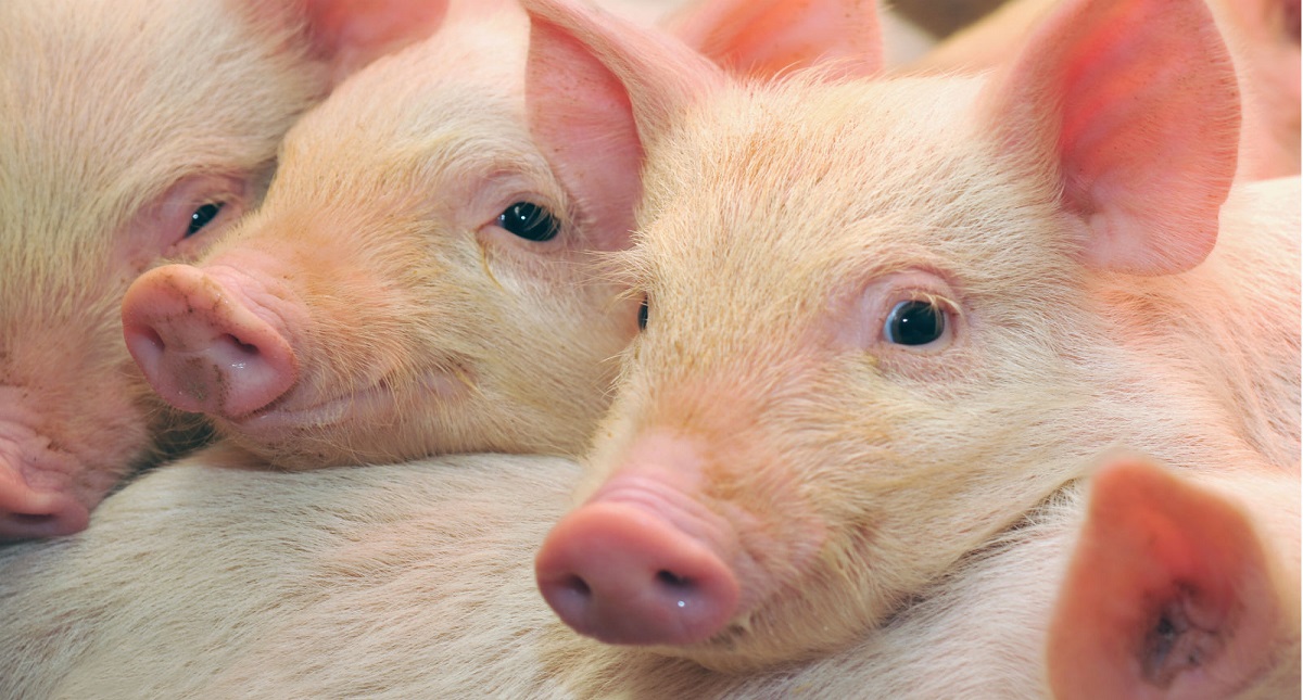 Reactivan cerebros de cerdos tras cuatro horas de muertos - gripe-porcina-africana