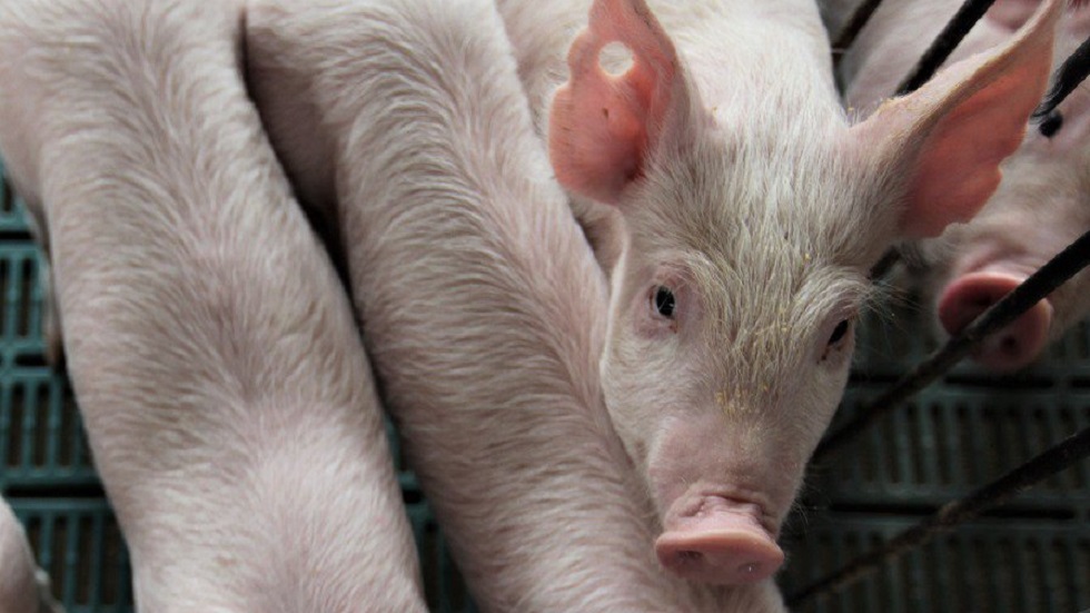 Sancionan a 223 funcionarios por no contener gripe porcina en China - gripe-porcina