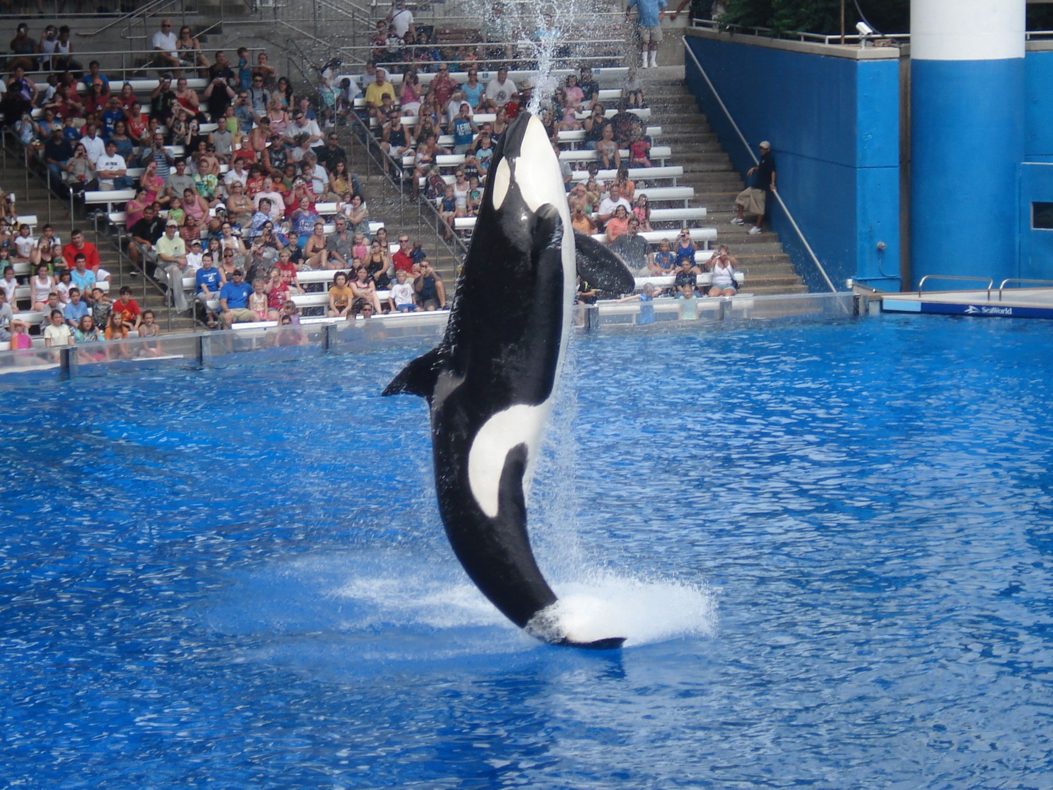 Muere la orca Kayla a los 30 años en el SeaWorld de Orlando - kayla-orca