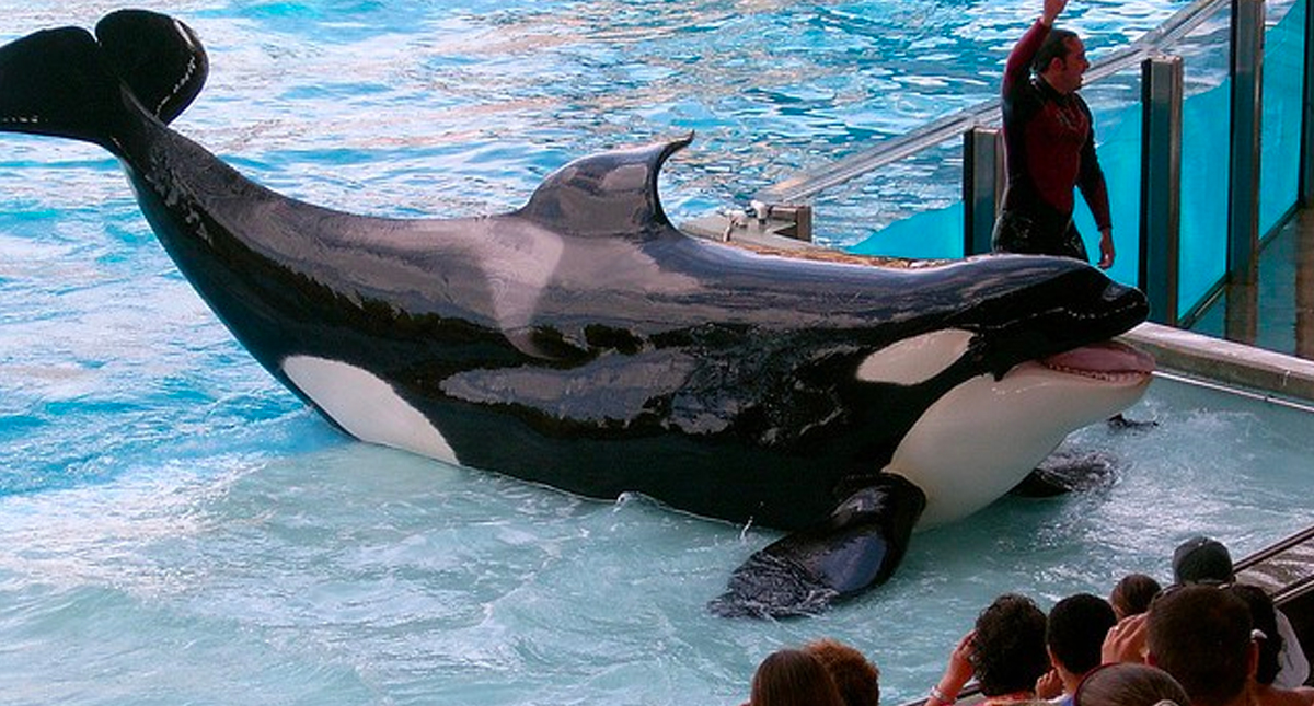 Muere la orca Kayla a los 30 años en el SeaWorld de Orlando