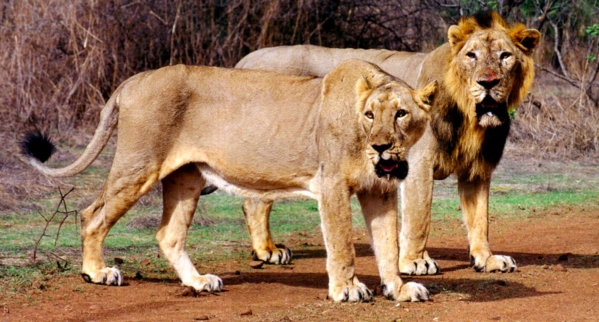 Leones asiáticos matan a hombre en zoológico de India