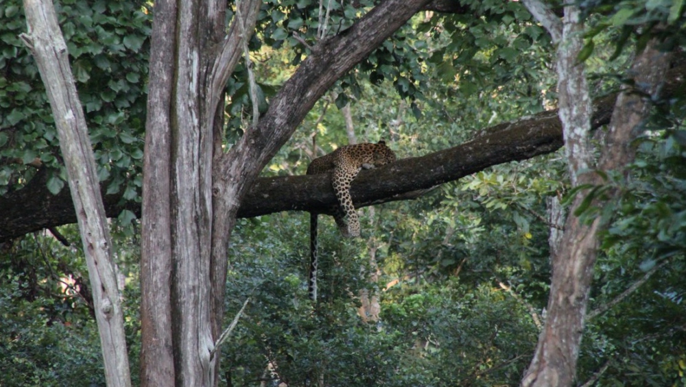 Usan drones para localizar a leopardo en India