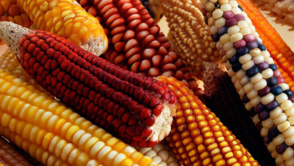 Habrá precios de garantía para productos básicos del campo - maiz