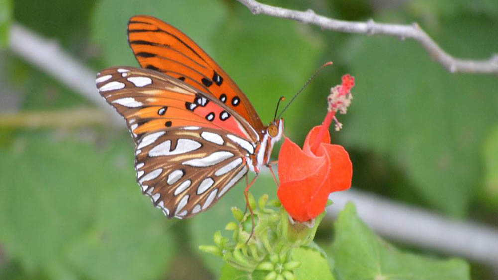 Muro fronterizo de Trump pone en peligro a las mariposas