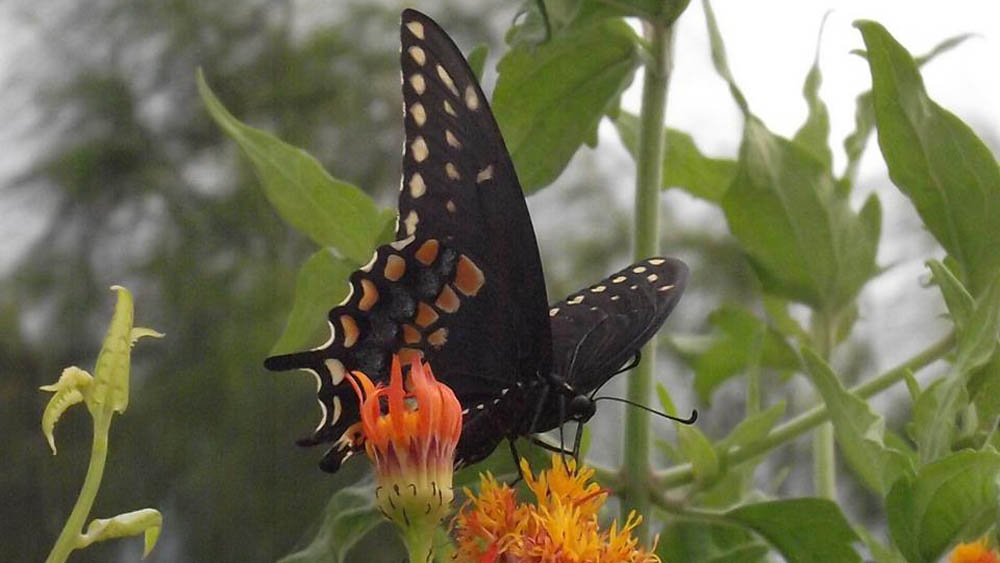 Muro fronterizo de Trump pone en peligro a las mariposas - mariposa-centro-nacional