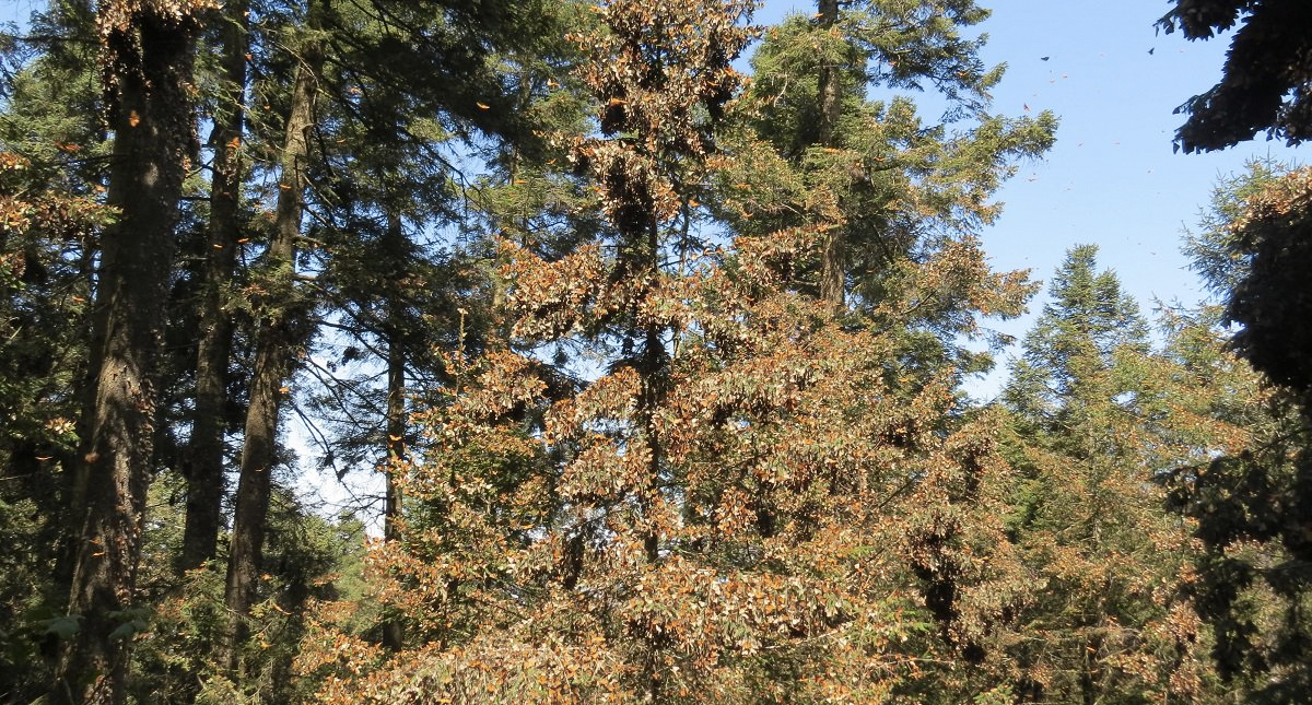 Presencia de mariposa monarca aumenta en 144 por ciento