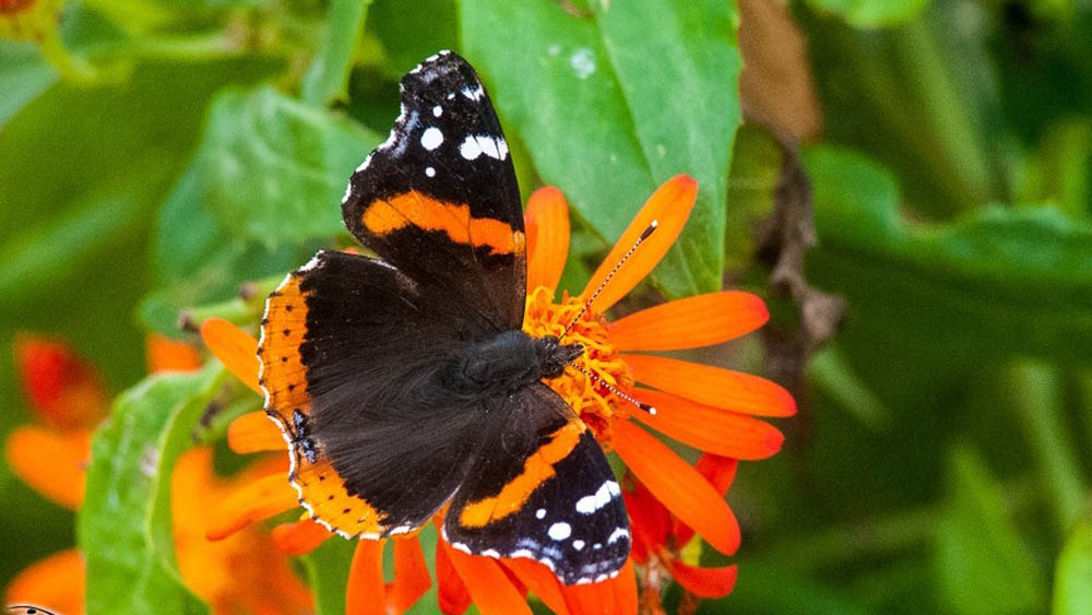 Muro fronterizo de Trump pone en peligro a las mariposas - mariposa