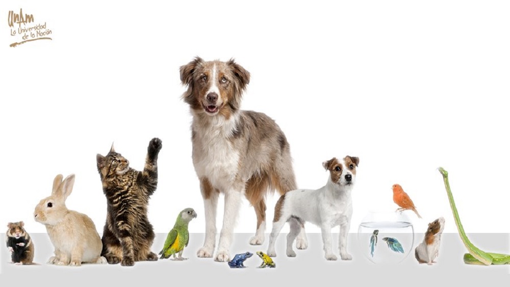 Lo que debes saber antes de tener una mascota - mascotas