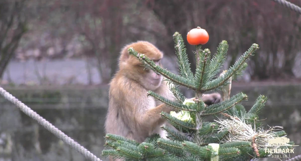 #Video Regalan árboles de Navidad a animales de zoológico - mono-recolectando-vegetales-de-su-arbol