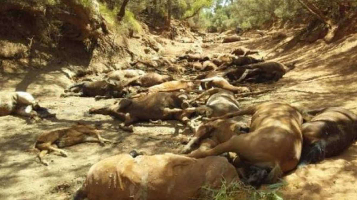 Mueren más de 90 caballos en Australia debido al calor