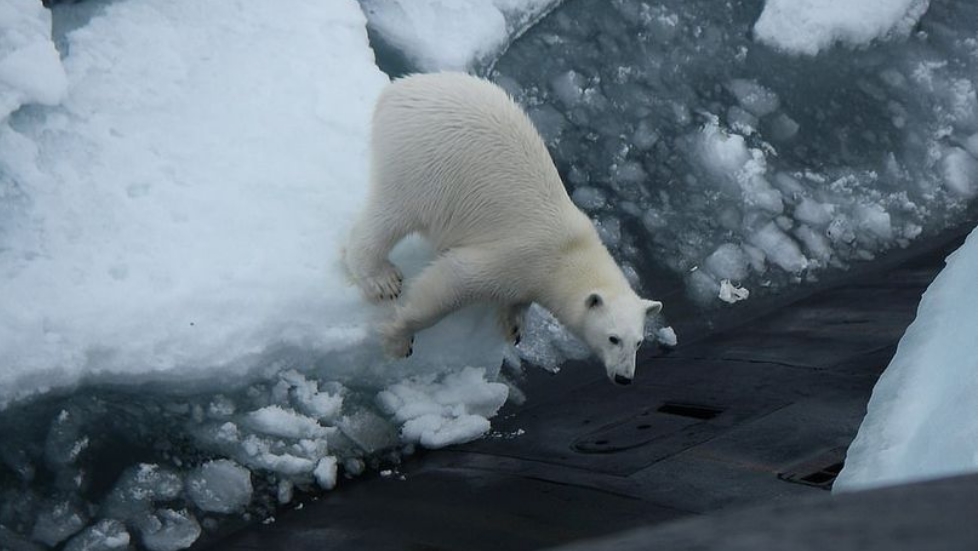 Oso polar se acerca a submarino ruso para buscar comida