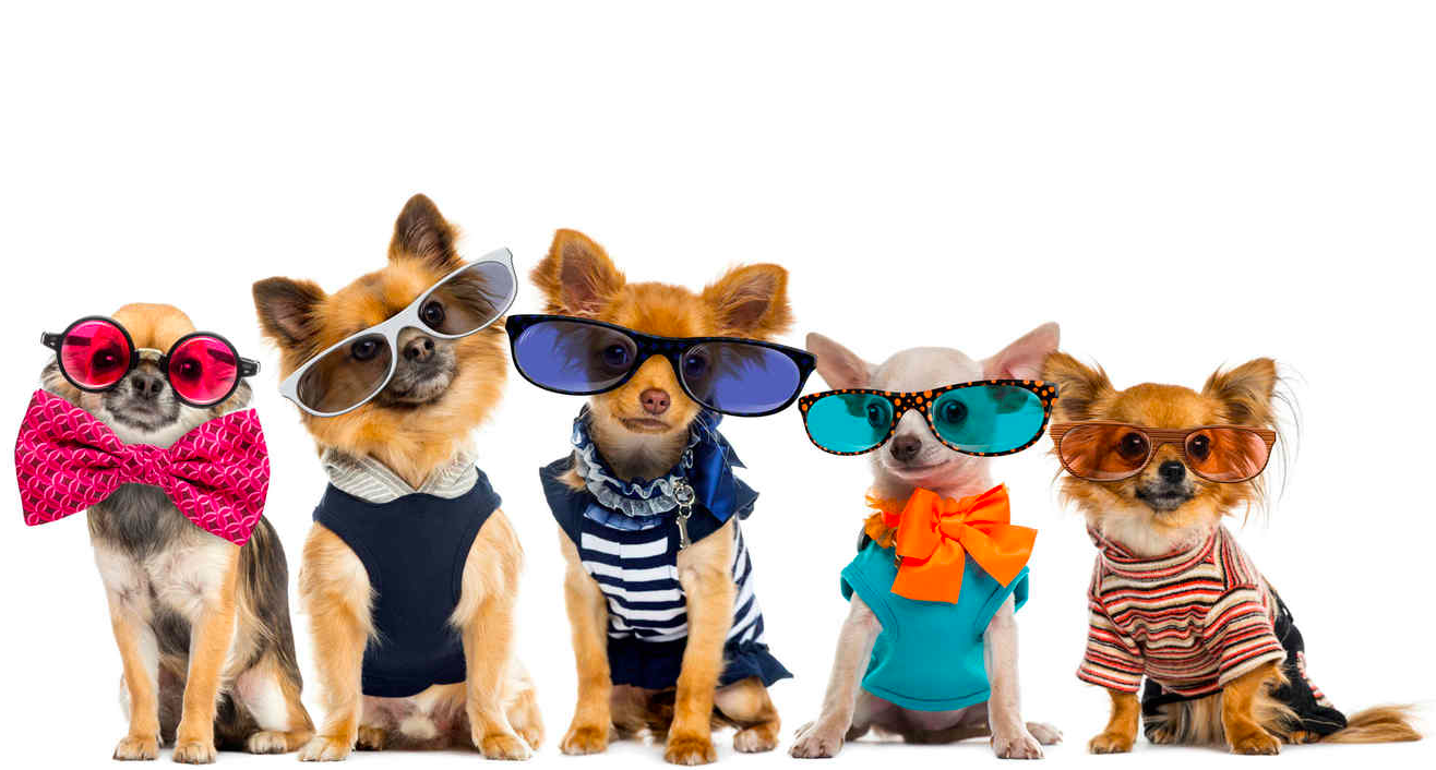 Poner ropa y zapatos a perros es maltrato - perritos-con-ropa