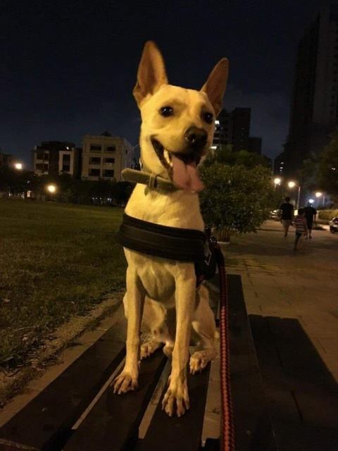 #Video Perro esperó al hombre que lo abandonó durante seis meses - perro-abandonado-taiwan-1
