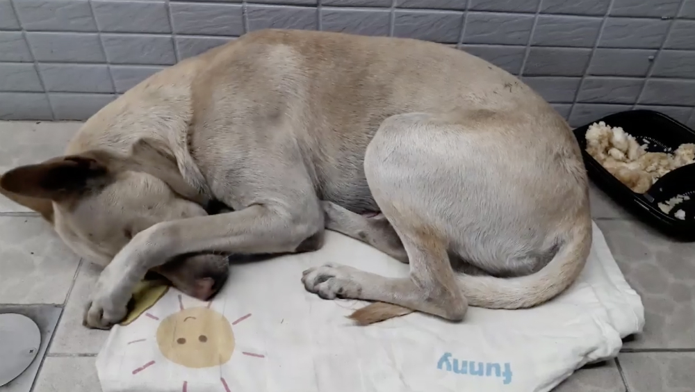 #Video Perro esperó al hombre que lo abandonó durante seis meses