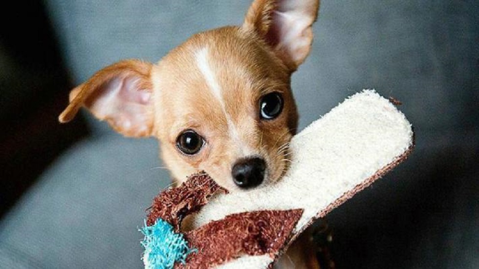 Los perros mestizos son los favoritos de los mexicanos - perro-chihuahua