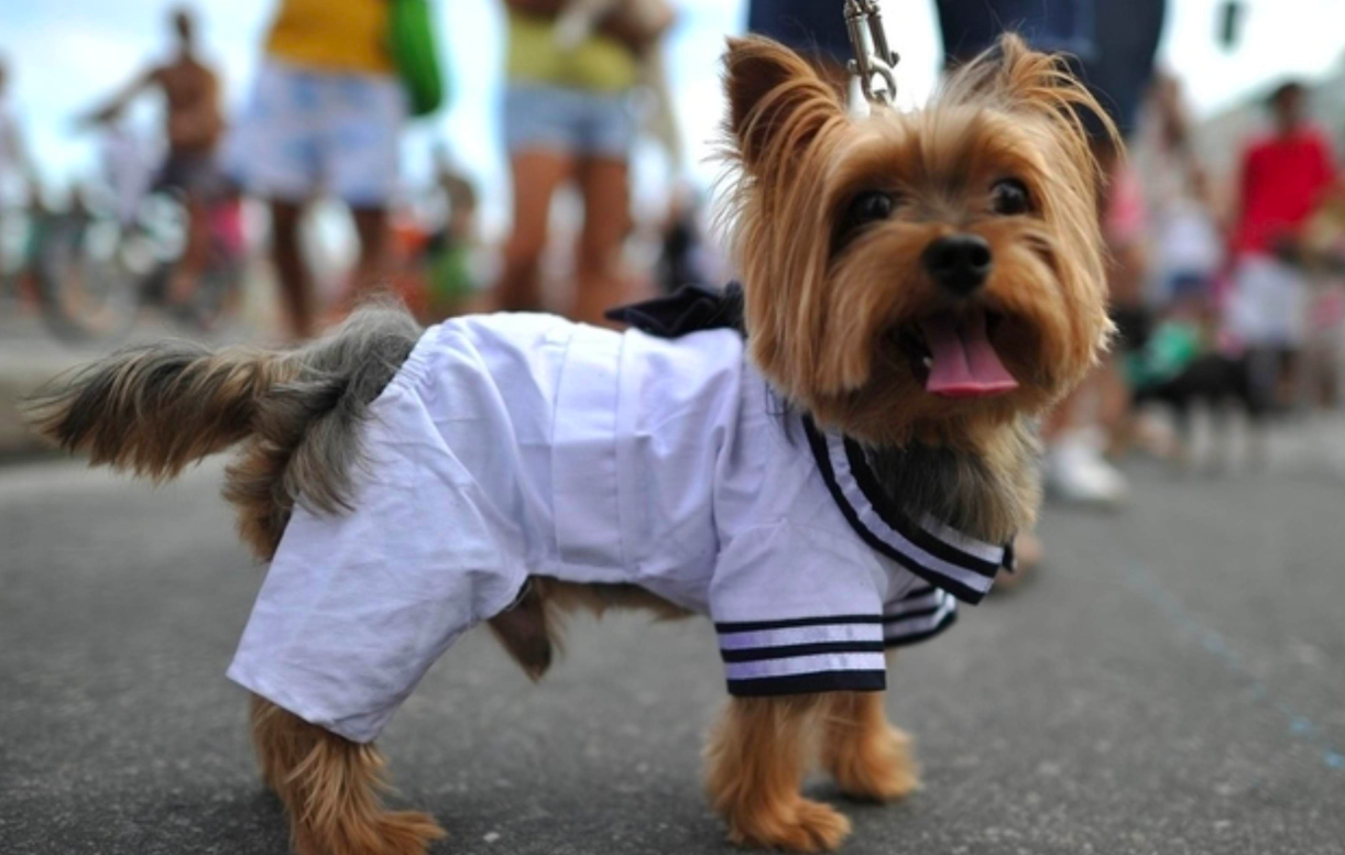 Poner ropa y zapatos a perros es maltrato