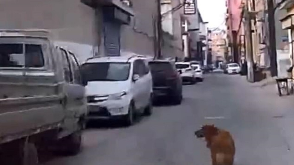#Video Perro guía a ambulancia hasta su dueño inconsciente