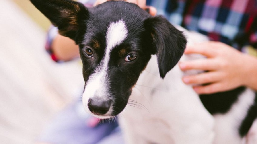Los perros mestizos son los favoritos de los mexicanos