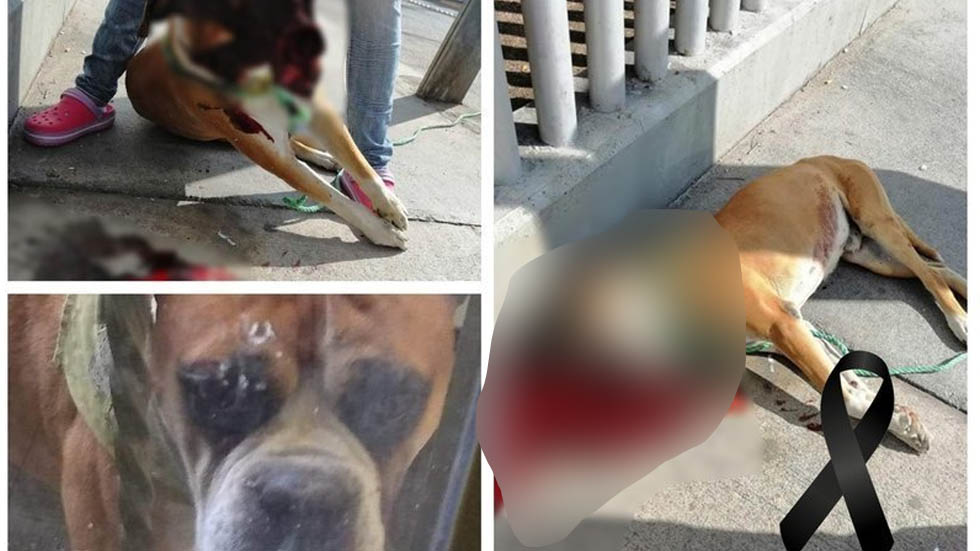 Matan a perro en San Luis Potosí poniéndole pirotecnia en la comida