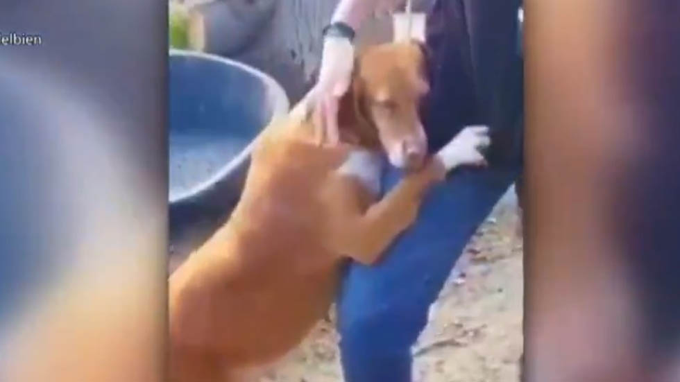 #Video Perro de refugio animal se rehusa a dejar ir a reportero